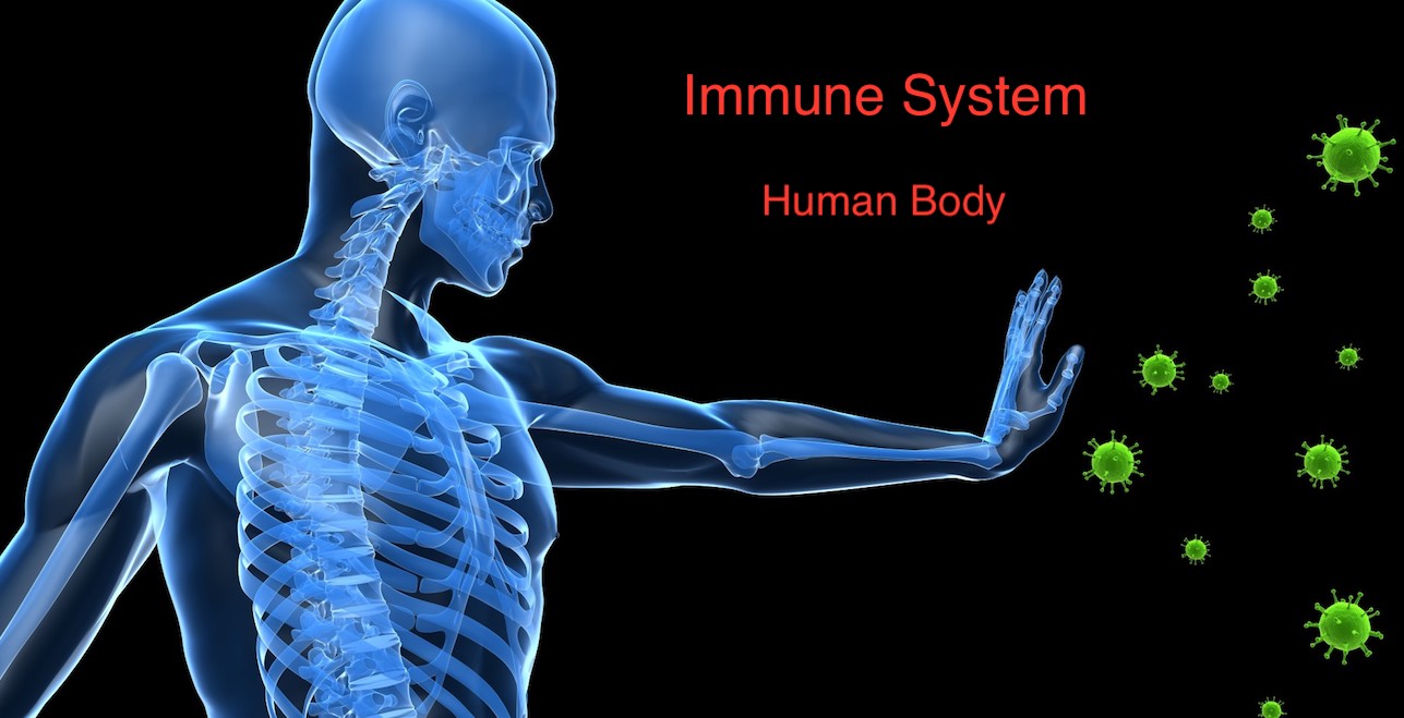 Immune System Main Function.